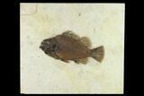 Fossil Fish (Priscacara) - Green River Formation, Inch Layer #132870-1